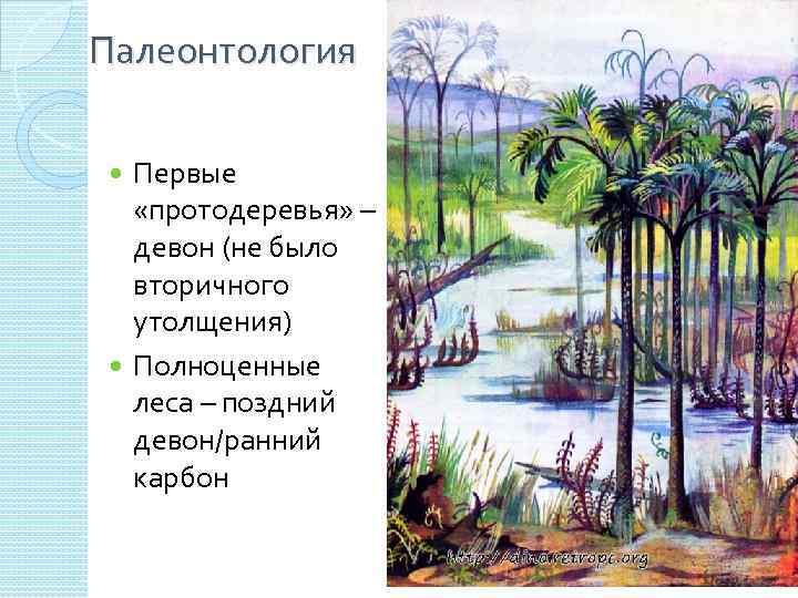 Палеонтология Первые «протодеревья» – девон (не было вторичного утолщения) Полноценные леса – поздний девон/ранний