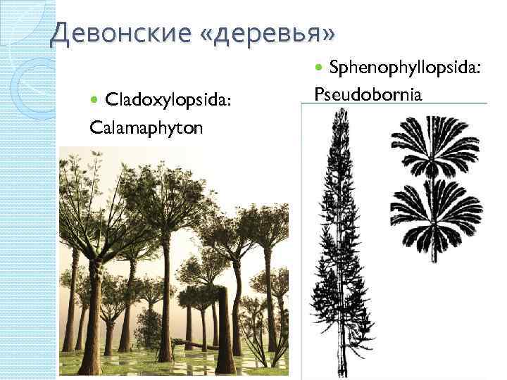 Девонские «деревья» Sphenophyllopsida: Pseudobornia Cladoxylopsida: Calamaphyton 