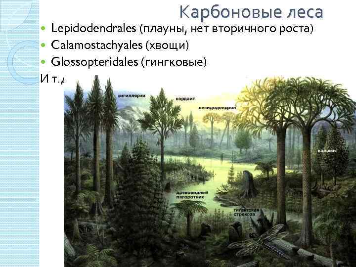 Карбоновые леса Lepidodendrales (плауны, нет вторичного роста) Calamostachyales (хвощи) Glossopteridales (гингковые) И т. д.