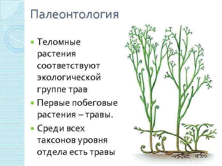 Палеонтология Теломные растения соответствуют экологической группе трав Первые побеговые растения – травы. Среди всех