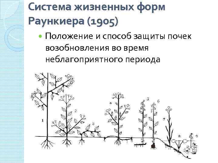 Система жизненных форм Раункиера (1905) Положение и способ защиты почек возобновления во время неблагоприятного