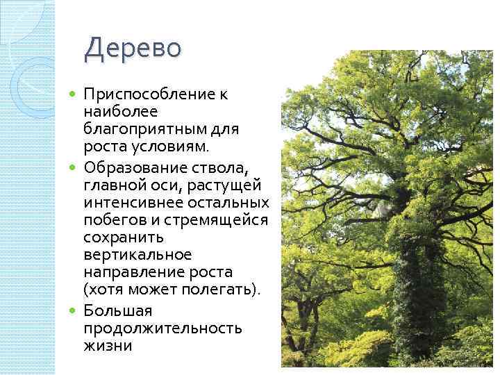 Дерево Приспособление к наиболее благоприятным для роста условиям. Образование ствола, главной оси, растущей интенсивнее