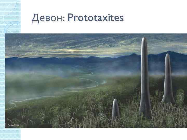 Девон: Prototaxites 