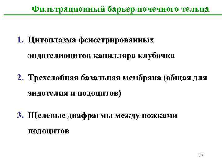  Фильтрационный барьер почечного тельца 1. Цитоплазма фенестрированных эндотелиоцитов капилляра клубочка 2. Трехслойная базальная