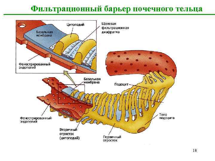 Фильтрационная мембрана почки схема