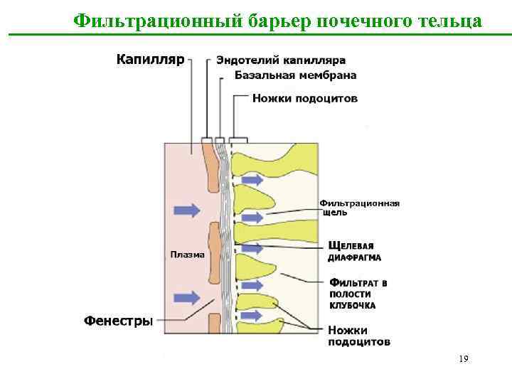 Фильтрационная мембрана почки схема