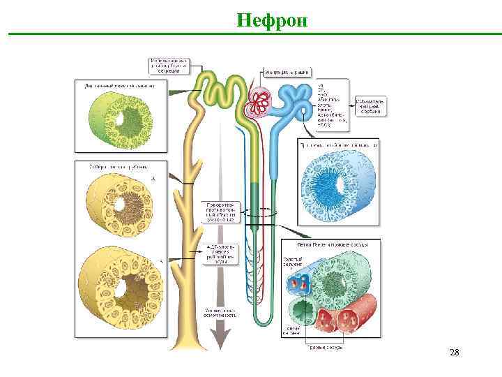  Нефрон 28 