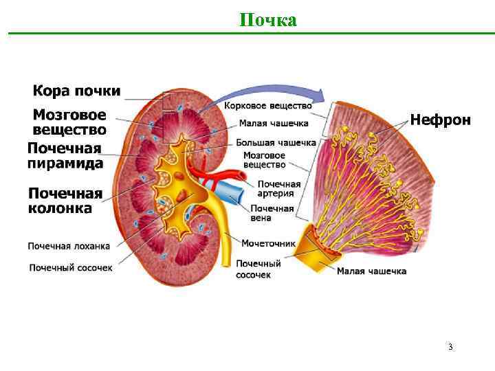 Паренхима почки это. Строение почки почечная пирамида. Строение паренхимы почек. Мозговое вещество почки анатомия. Строение мозгового вещества почки гистология.