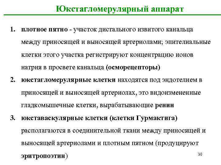  Юкстагломерулярный аппарат 1. плотное пятно - участок дистального извитого канальца между приносящей и