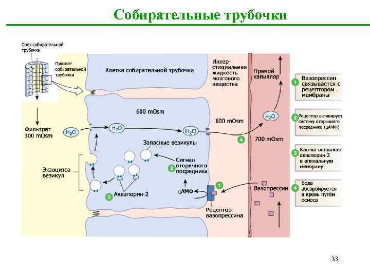  Собирательные трубочки 33 