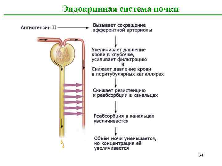  Эндокринная система почки 34 