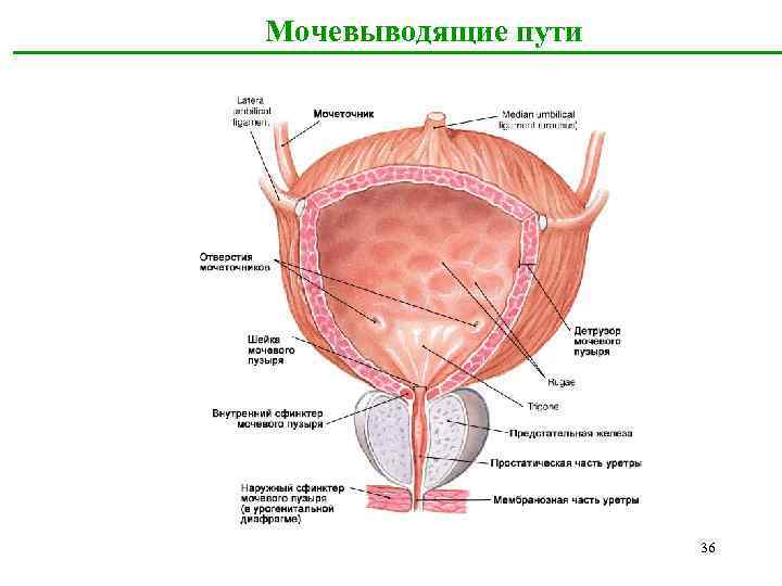 Где мочеточник у женщин фото