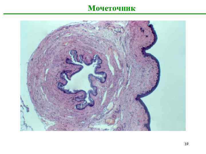  Мочеточник 39 