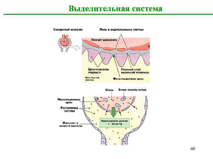  Выделительная система 48 