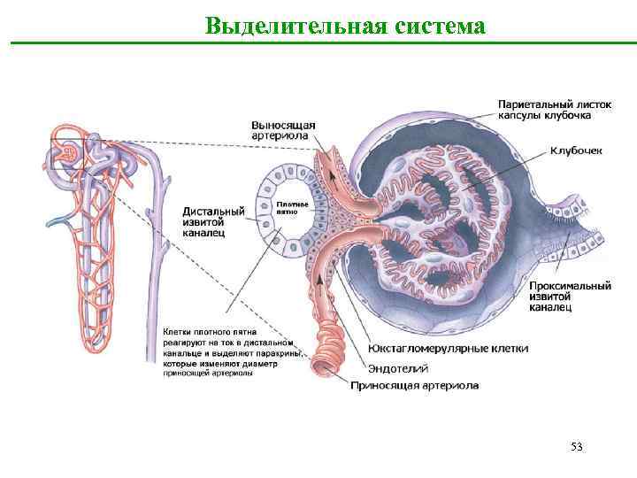 4 выделительная система. Выделительная система животных таблица. Схема выделительной системы животных. Эволюция выделительной системы таблица. Значение выделительной системы.