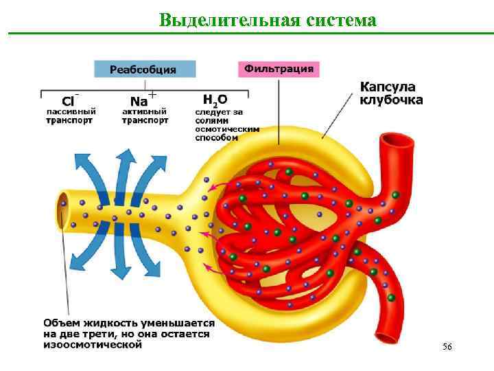  Выделительная система 56 