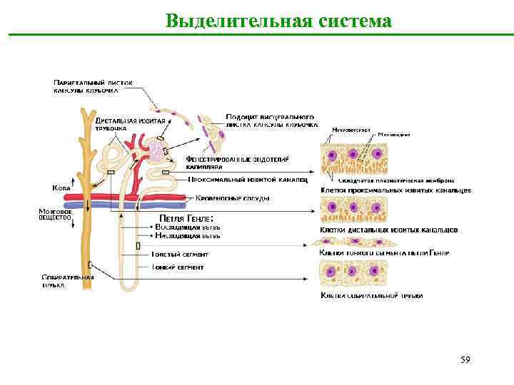  Выделительная система 59 