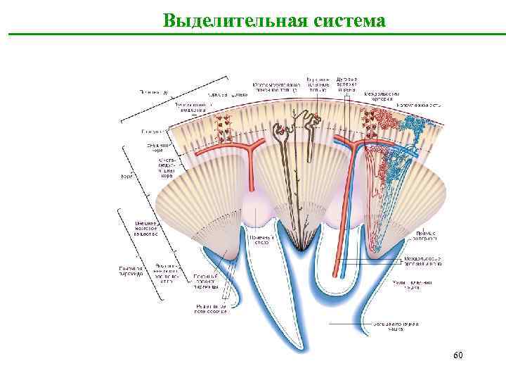 Система i