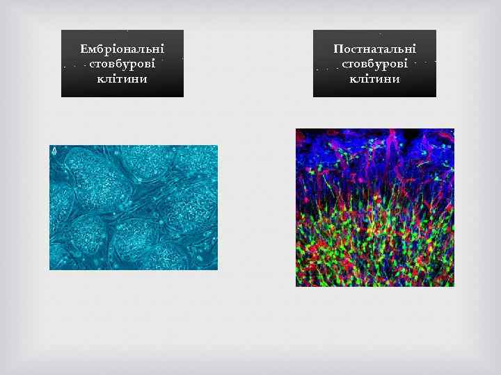 Ембріональні стовбурові клітини Постнатальні стовбурові клітини 