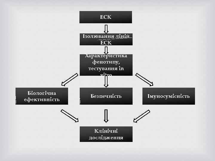 ЕСК Ізолювання ліній ЕСК Характеристика фенотипу, тестування in vitro Біологічна ефективність Безпечність Клінічні дослідження