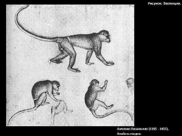 Рисунок. Эволюция. Антонио Пизанелло (1395 - 1455). Альбом этюдов. 