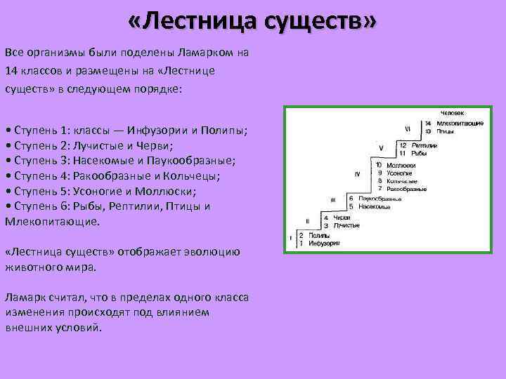  «Лестница существ» Все организмы были поделены Ламарком на 14 классов и размещены на