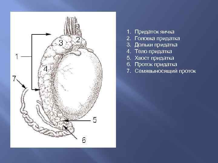 Мужские яички органы. Придаток яичка анатомия строение. Строение семенника анатомия. Наружное строение семенника. Строение придатка яичка.