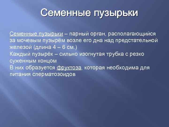 Семенные пузырьки картинки