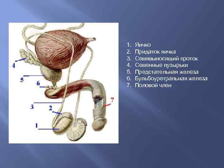 Основание Члена Яички