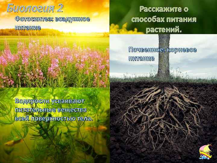 Биология 2 Фотосинтез: воздушное питание Расскажите о способах питания растений. Почвенное: корневое питание Водоросли