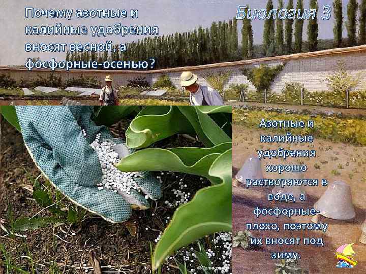 Почему азотные и калийные удобрения вносят весной, а фосфорные-осенью? Биология 3 Азотные и калийные