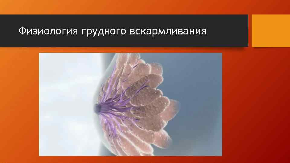 Физиология грудного вскармливания 