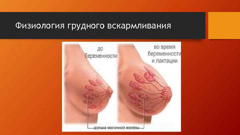 Физиология грудного вскармливания 