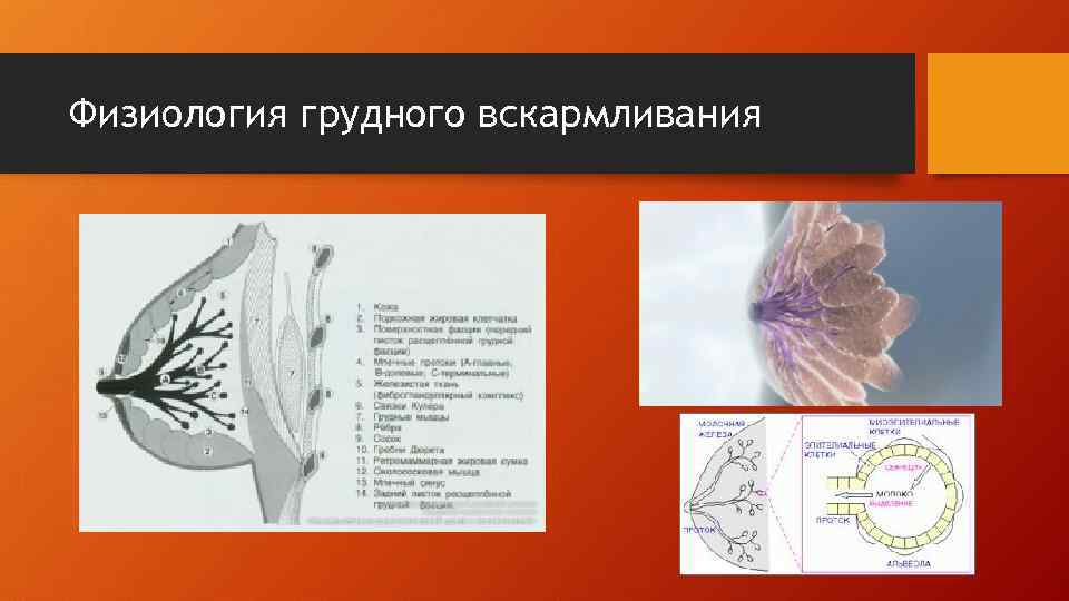 Физиология грудного вскармливания 