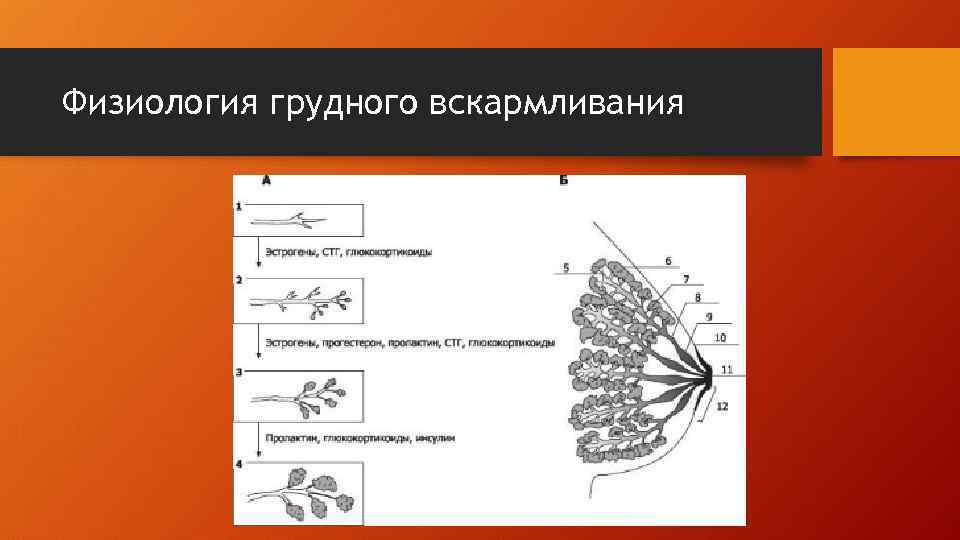 Физиология грудного вскармливания 
