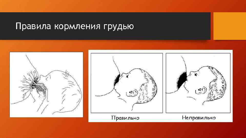 Правила кормления грудью 