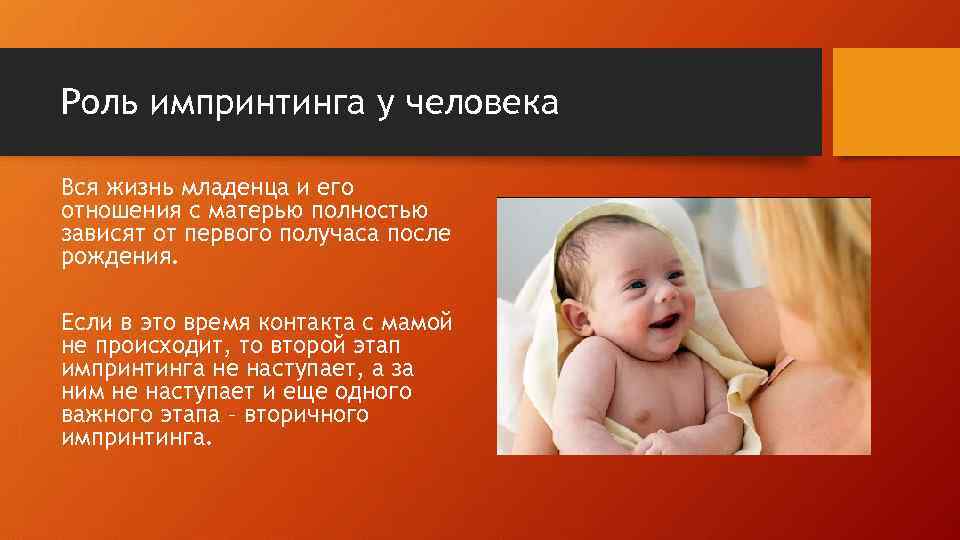 Роль импринтинга у человека Вся жизнь младенца и его отношения с матерью полностью зависят