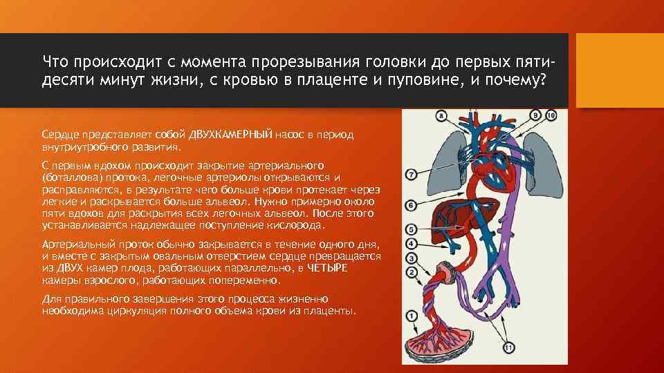 Что происходит с момента прорезывания головки до первых пятидесяти минут жизни, с кровью в