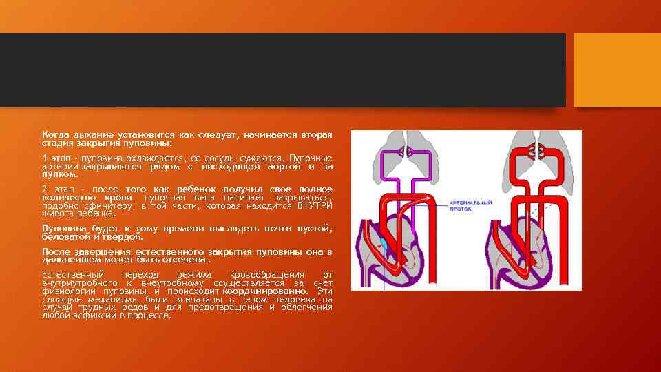 Когда дыхание установится как следует, начинается вторая стадия закрытия пуповины: 1 этап - пуповина