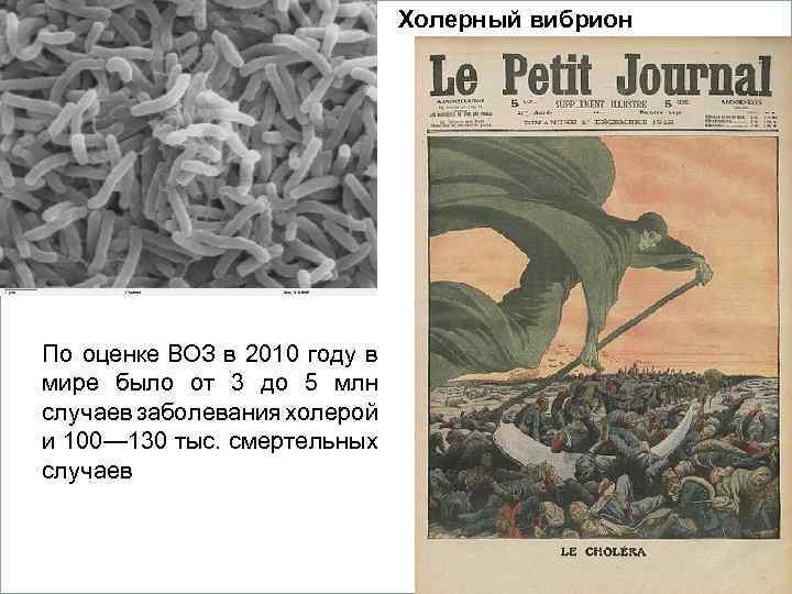 Холерный вибрион Вопросы 1. Кометы. 2. Метеориты. 3. Астероиды. По оценке ВОЗ в 2010