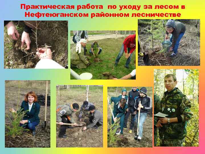 Практическая работа по уходу за лесом в Нефтеюганском районном лесничестве 