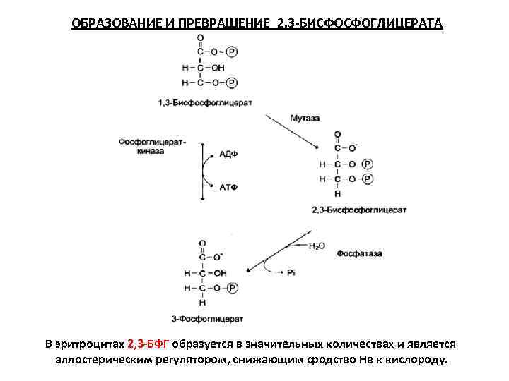 Роль 2 3. 2.3 Бисфосфоглицерат биохимия. Биологическая роль 2 3 бисфосфоглицерата. 2 3 Бисфосфоглицерат гемоглобин. Синтез 2,3-бисфосфоглицерата.