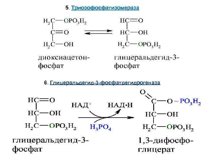 5. Триозофосфатизомераза 6. Глицеральдегид-3 -фосфатдегидрогеназа 