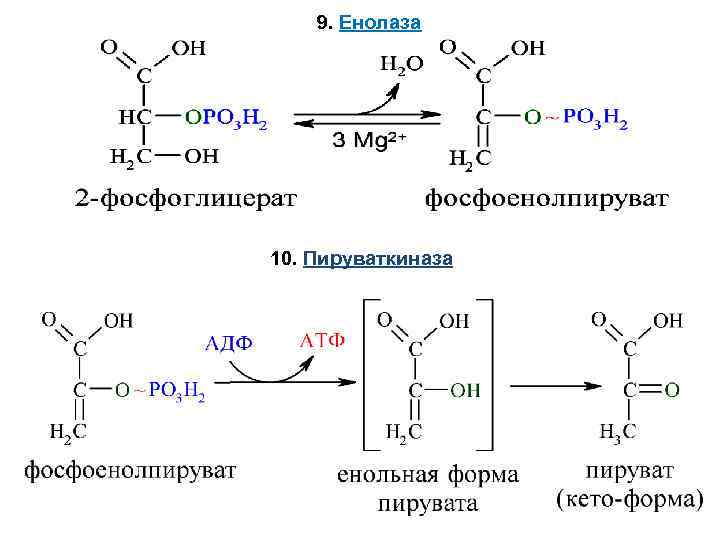 9. Енолаза 10. Пируваткиназа 