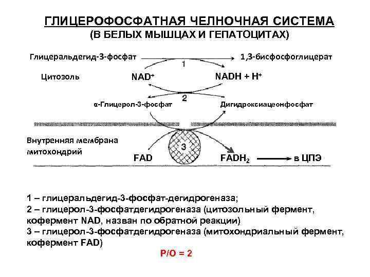 Схема глицерофосфатного челночного механизма