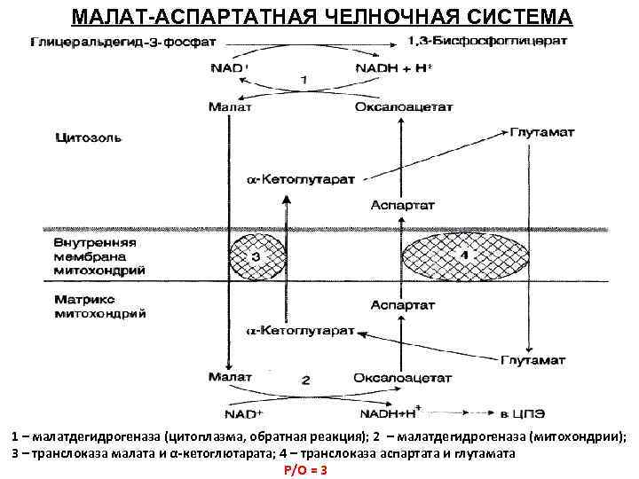 МАЛАТ-АСПАРТАТНАЯ ЧЕЛНОЧНАЯ СИСТЕМА 1 – малатдегидрогеназа (цитоплазма, обратная реакция); 2 – малатдегидрогеназа (митохондрии); 3