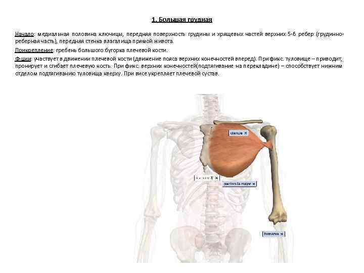 1. Большая грудная Начало: медиальная половина ключицы, передняя поверхность грудины и хрящевых частей верхних