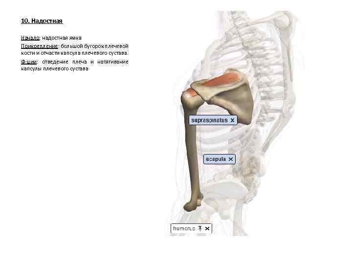 10. Надостная Начало: надостная ямка Прикрепление: большой бугорок плечевой кости и отчасти капсула плечевого