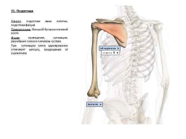 11. Подостная Начало: подостная ямка лопатки, подостная фасция Прикрепление: большой бугорок плечевой кости Ф-ции: