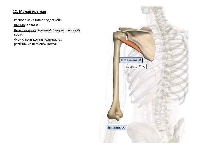 12. Малая круглая Расположена ниже подостной. Начало: лопатка Прикрепление: большой бугорок плечевой кости. Ф-ции: